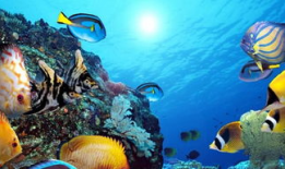 海洋世界视频,海洋世界视频深度解析